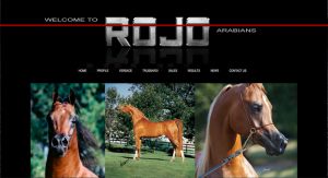 Rojo Arabians